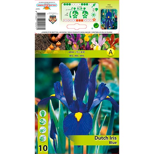 Holländische Iris Blau interface.art Bild 1 Holländische Iris Blau interface.image 1 interface.art 67602
