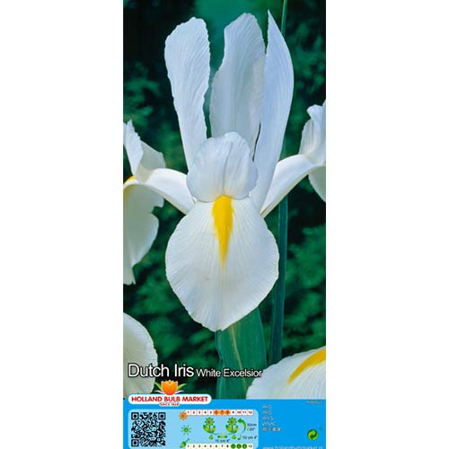 Holländische Iris Weiß interface.art Bild 1 Holländische Iris Weiß interface.image 1 interface.art 68126