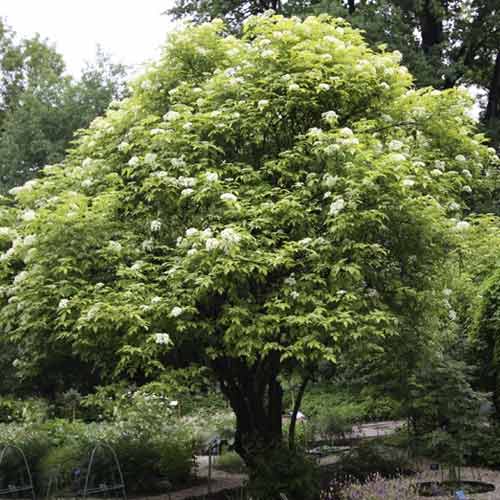 Holunder Aurea, C3 interface.image 1 interface.art 8576