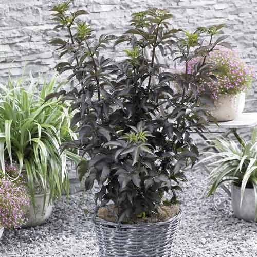 Holunder Black Tower PBR, C5 interface.image 1 interface.art 8577