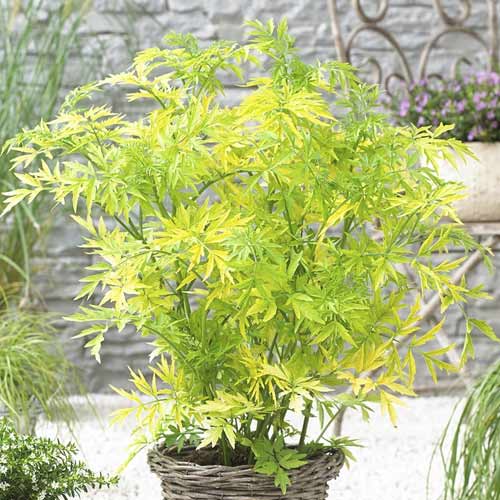 Holunder Golden Tower PBR, C3 interface.image 1 interface.art 8578