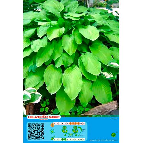 Hosta Honeybells interface.art Bild 1 Hosta Honeybells interface.image 1 interface.art 70467
