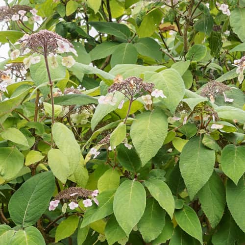 Hydrangea aspera Rosemary Foster, С2 interface.art Bild 1 Hydrangea aspera Rosemary Foster, С2 interface.image 1 interface.art 7774