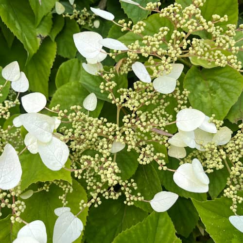 Hydrangea hydr. Burst of Light®, С2 interface.art Bild 1 Hydrangea hydr. Burst of Light®, С2 interface.image 1 interface.art 7775