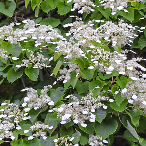 Hydrangea hydr. Moonlight, С2 interface.art Bild 1 Hydrangea hydr. Moonlight, С2 interface.image 1 interface.art 7776