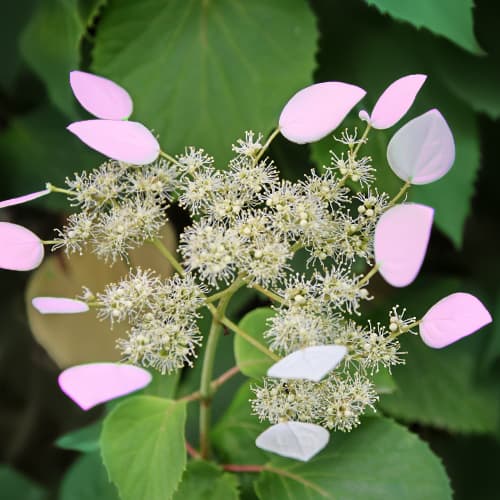 Hydrangea hydr. Roseum, С2 interface.art Bild 1 Hydrangea hydr. Roseum, С2 interface.image 1 interface.art 7777
