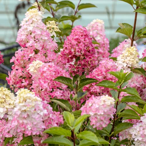 Hydrangea panic. Fraise Melba Renba, С2 interface.art Bild 1 Hydrangea panic. Fraise Melba Renba, С2 interface.image 1 interface.art 7779