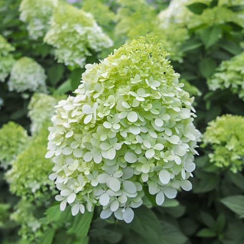 Hydrangea panic. Little Spooky, С2 interface.art Bild 1 Hydrangea panic. Little Spooky, С2 interface.image 1 interface.art 7780