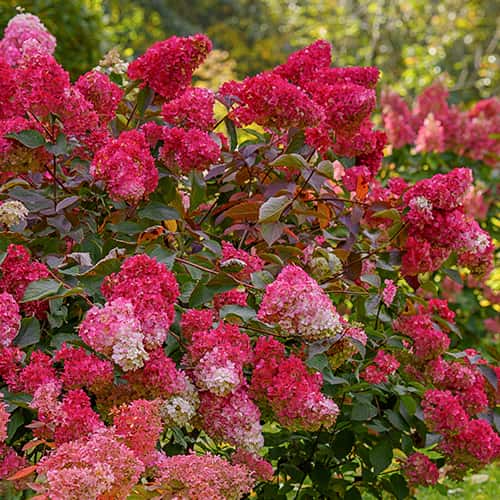 Hydrangea panic. Petite Flori, С2 interface.art Bild 1 Hydrangea panic. Petite Flori, С2 interface.image 1 interface.art 7781