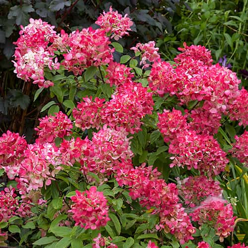 Hydrangea panic.Diamant Rouge Rendia, С2 interface.art Bild 1 Hydrangea panic.Diamant Rouge Rendia, С2 interface.image 1 interface.art 7778