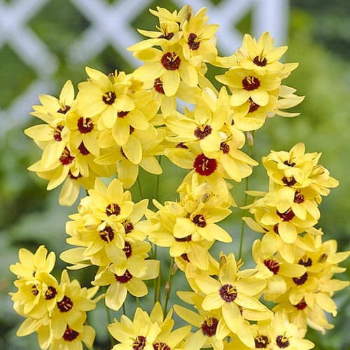 Iksia Yellow Emperor interface.art Bild 1 Iksia Yellow Emperor interface.image 1 interface.art 76298