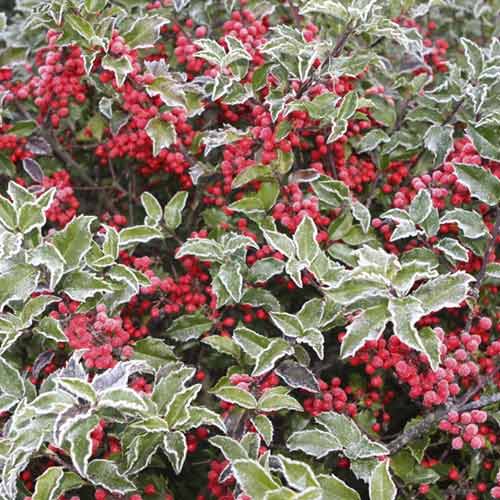 Ilex Blue Princess, C2 interface.image 1 interface.art 8551