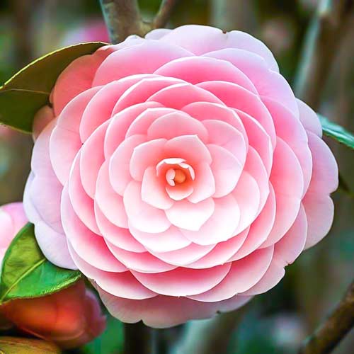 Japanische Kamelie Pink interface.art Bild 1 Japanische Kamelie Pink interface.image 1 interface.art 76648