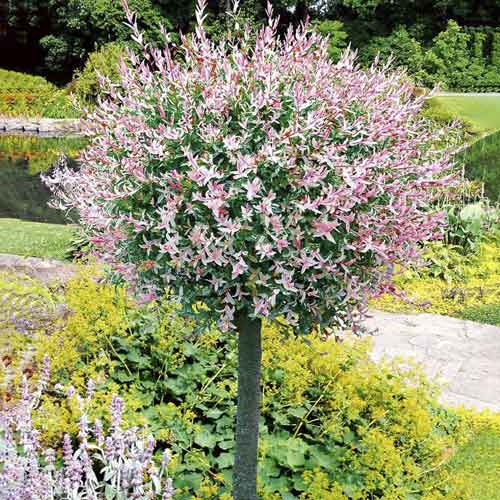 Kätzchenweide Hakuro Nishiki, С3 interface.image 1 interface.art 7713