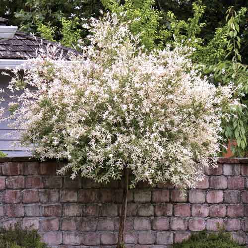 Kätzchenweide Pendula, С5 interface.image 1 interface.art 7714