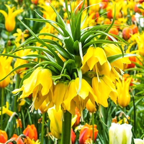 Kaiserkrone (Schachbrett) Lutea interface.image 1 interface.art 68100