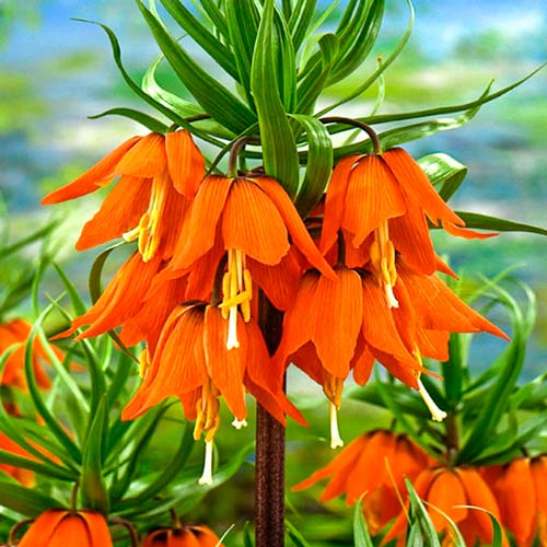 Kaiserkrone (Schachbrett) Rubra interface.image 1 interface.art 68101