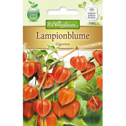 Lampionblume Gigantea interface.image 1 interface.art 78976