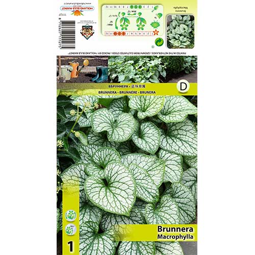 Kaukasus-Vergissmeinnicht (Brunnera) interface.art Bild 1 Kaukasus-Vergissmeinnicht (Brunnera) interface.image 1 interface.art 70360