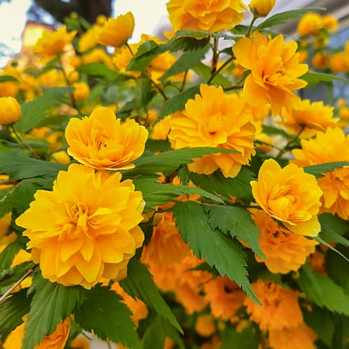Kerria japonica Pleniflora, С2 interface.art Bild 1 Kerria japonica Pleniflora, С2 interface.image 1 interface.art 7785