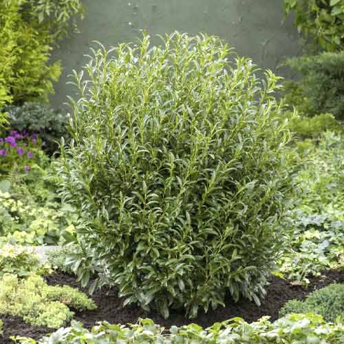 Kirschlorbeer Sofia PBR, C3 interface.image 1 interface.art 8570