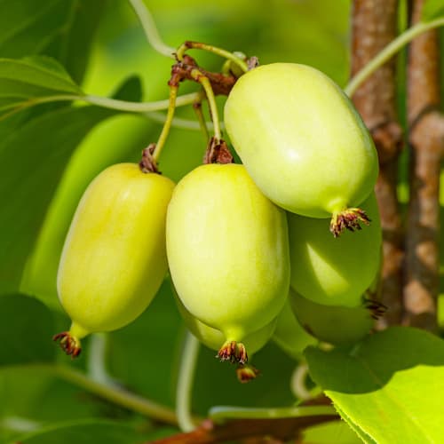 Kiwi Chang Bai Giant, С2 interface.art Bild 1 Kiwi Chang Bai Giant, С2 interface.image 1 interface.art 5456