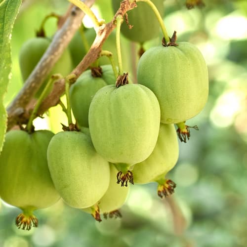 Kiwi Hokey Pokey®, С2 interface.art Bild 1 Kiwi Hokey Pokey®, С2 interface.image 1 interface.art 5449