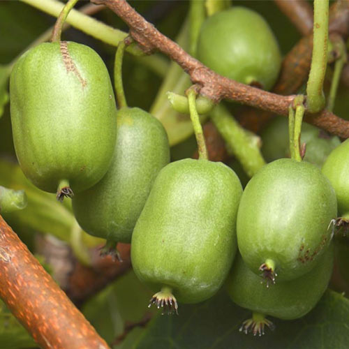 Kiwi Vitikiwi ®, С2 interface.image 1 interface.art 8202