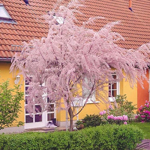 Kleinblütige Tamariske interface.image 1 interface.art 9102