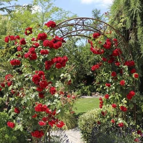 Kletterrose Amadeus®, C5 interface.art Bild 1 Kletterrose Amadeus®, C5 interface.image 1 interface.art 5490
