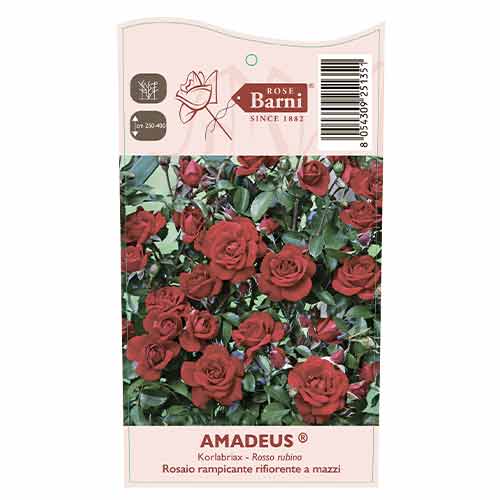 Kletterrose Amadeus®, C5 interface.art Bild 3 Kletterrose Amadeus®, C5 interface.image 3 interface.art 5490