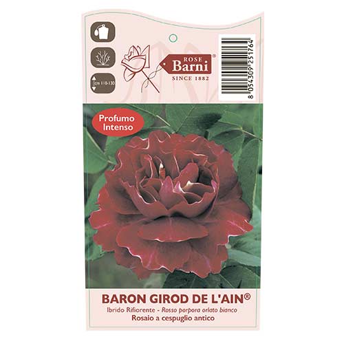 Kletterrose Baron Girod De L'ain, C5 interface.image 3 interface.art 6141