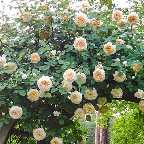 Kletterrose Claire Austin® interface.art Bild 1 Kletterrose Claire Austin® interface.image 1 interface.art 5499