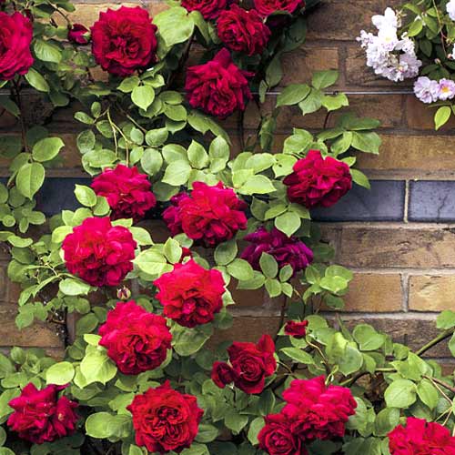 Kletterrose Don Juan interface.art Bild 1 Kletterrose Don Juan interface.image 1 interface.art 6249