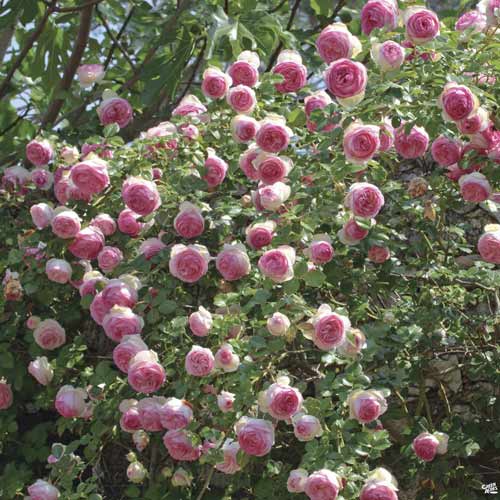 Kletterrose Eden Rose®, C3 interface.art Bild 1 Kletterrose Eden Rose®, C3 interface.image 1 interface.art 4559