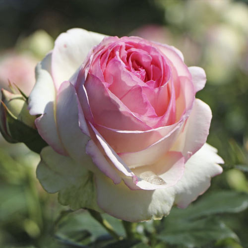 Kletterrose Eden Rose®, C3 interface.art Bild 2 Kletterrose Eden Rose®, C3 interface.image 2 interface.art 4559