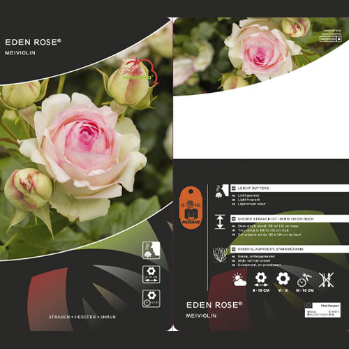 Kletterrose Eden Rose®, C3 interface.art Bild 3 Kletterrose Eden Rose®, C3 interface.image 3 interface.art 4559