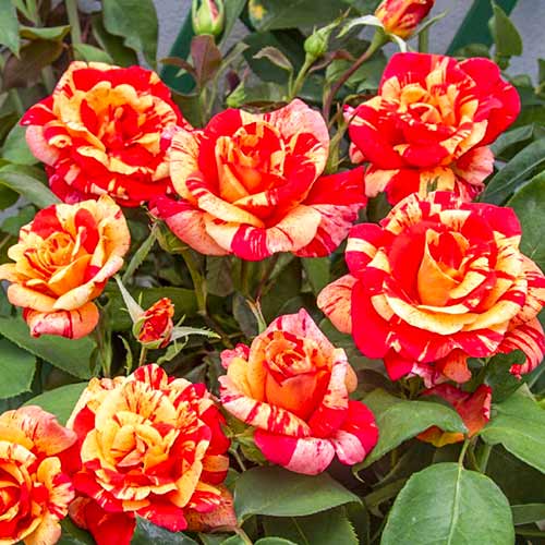 Kletterrose Flash®, C5 interface.image 1 interface.art 5493