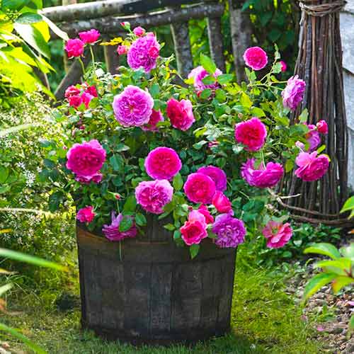 Kletterrose Gabriel Oak® interface.art Bild 1 Kletterrose Gabriel Oak® interface.image 1 interface.art 5501