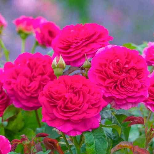 Kletterrose Gabriel Oak® interface.art Bild 2 Kletterrose Gabriel Oak® interface.image 2 interface.art 5501