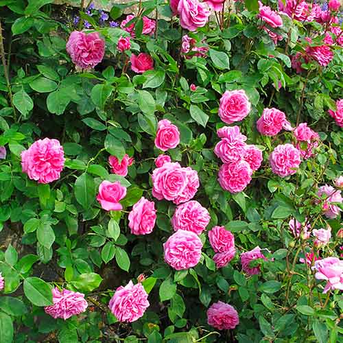 Kletterrose Gertrude Jekyll® interface.art Bild 1 Kletterrose Gertrude Jekyll® interface.image 1 interface.art 5502