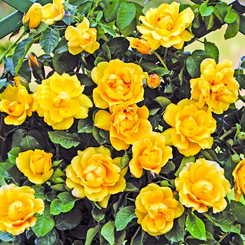 Kletterrose Golden Gate® interface.art Bild 1 Kletterrose Golden Gate® interface.image 1 interface.art 5494