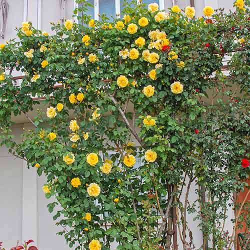 Kletterrose Golden Gate® interface.art Bild 2 Kletterrose Golden Gate® interface.image 2 interface.art 5494