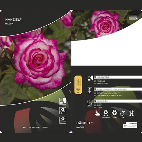 Kletterrose Händel ®, С3 interface.image 3 interface.art 6179