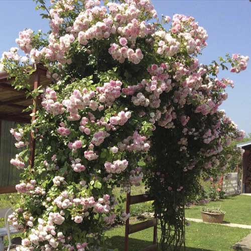 Kletterrose Jasmina ®, С5 interface.image 1 interface.art 6180