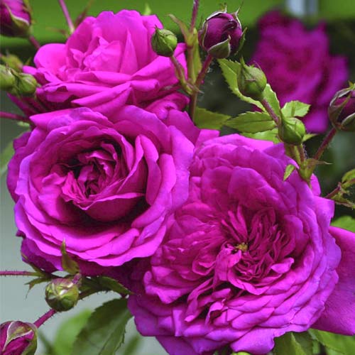 Kletterrose Laguna®, C5 interface.art Bild 1 Kletterrose Laguna®, C5 interface.image 1 interface.art 5495