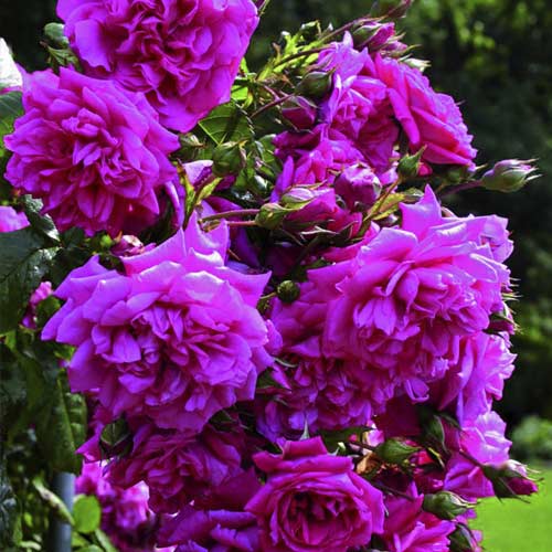 Kletterrose Laguna®, C5 interface.art Bild 2 Kletterrose Laguna®, C5 interface.image 2 interface.art 5495