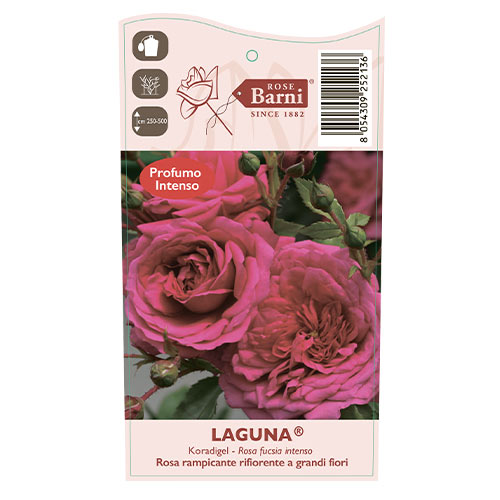 Kletterrose Laguna®, C5 interface.art Bild 4 Kletterrose Laguna®, C5 interface.image 4 interface.art 5495