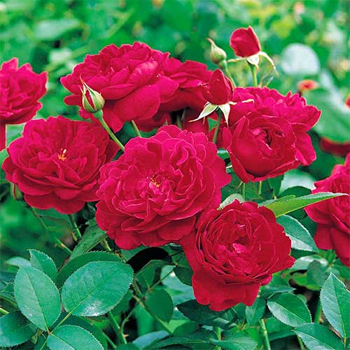 Kletterrose Monferrato® interface.art Bild 1 Kletterrose Monferrato® interface.image 1 interface.art 5504