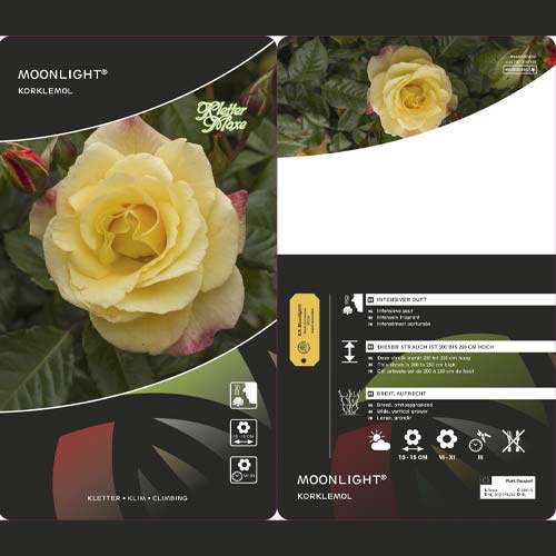 Kletterrose Moonlight ®, С5 interface.art Bild 3 Kletterrose Moonlight ®, С5 interface.image 3 interface.art 6181